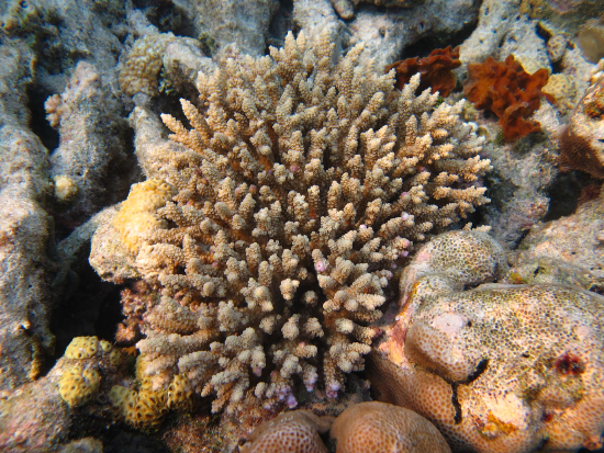  Acropora tenuis (Purple Tipped Acropora)